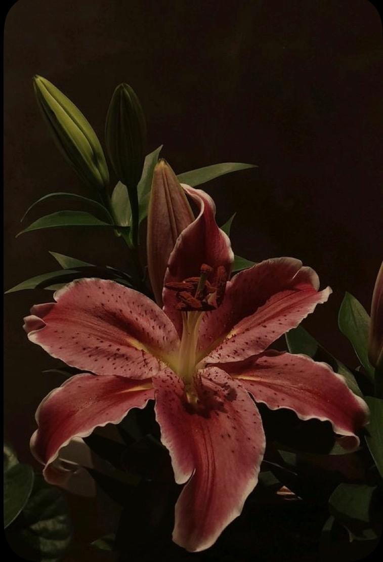 unnamed image